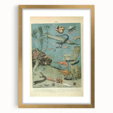 Vintage Animal Art: Deep-Sea Creatures & Ocean Life Illustration
