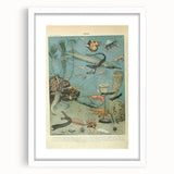 Vintage Animal Art: Deep-Sea Creatures & Ocean Life Illustration