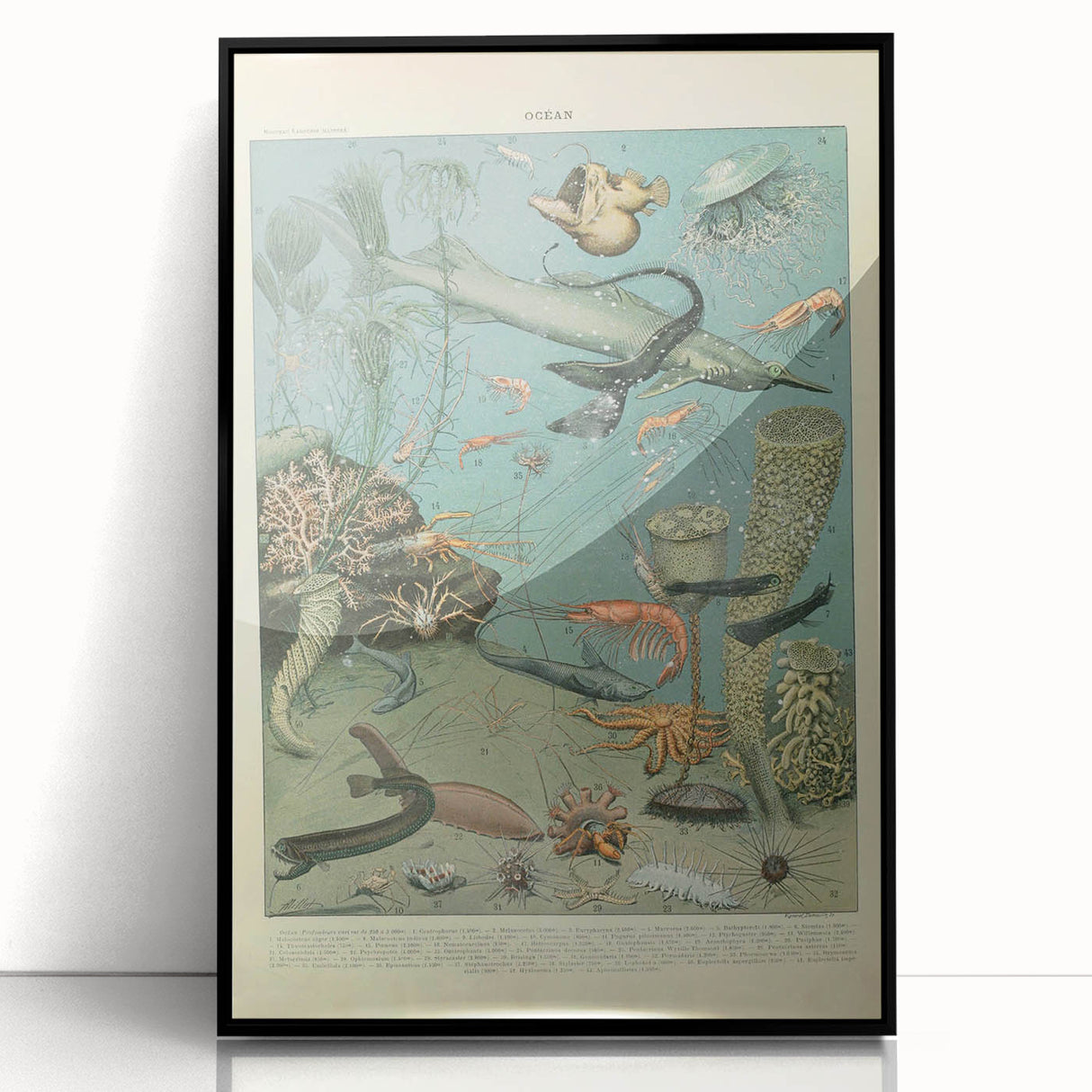 Vintage Animal Art: Deep-Sea Creatures & Ocean Life Illustration