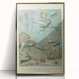 Vintage Animal Art: Deep-Sea Creatures & Ocean Life Illustration