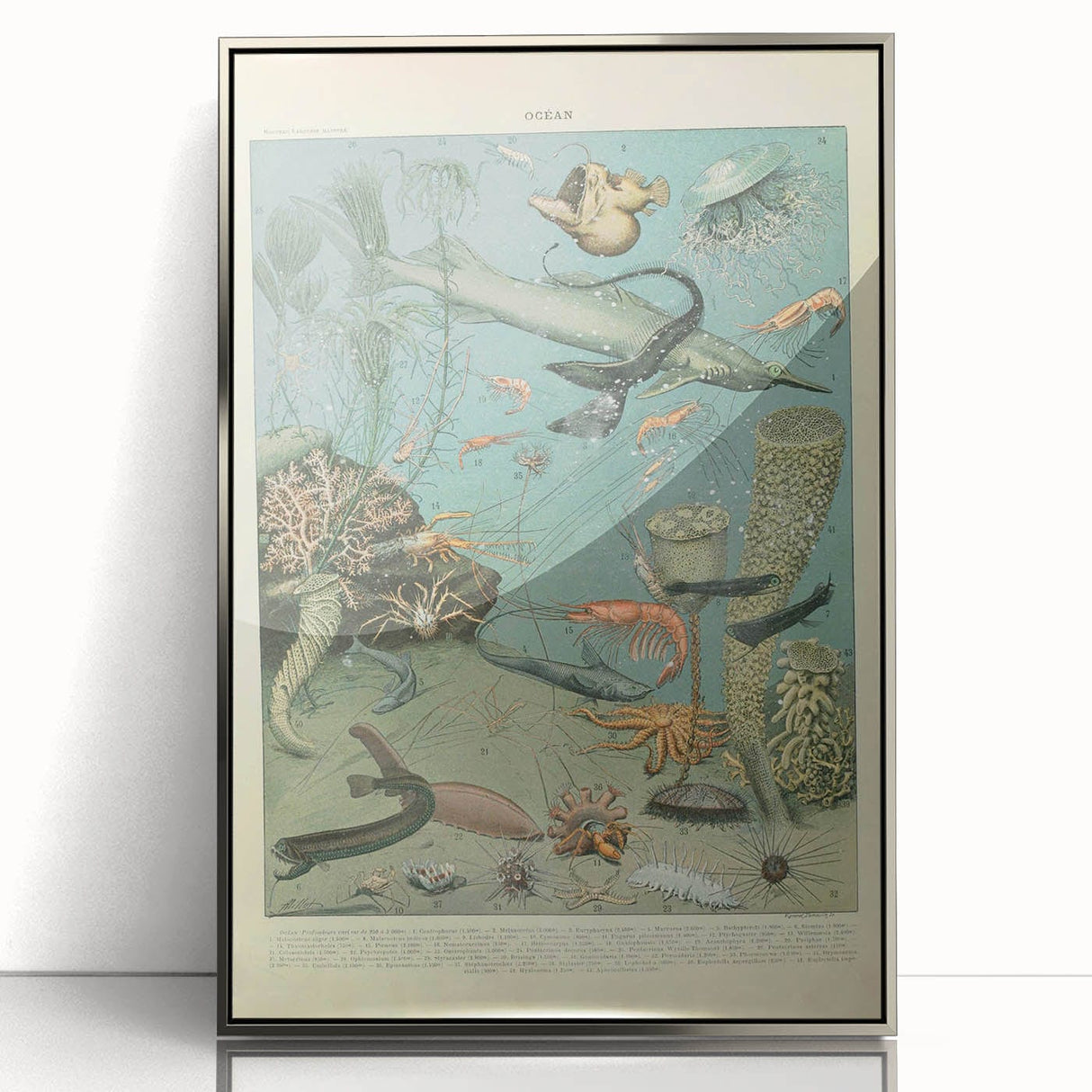 Vintage Animal Art: Deep-Sea Creatures & Ocean Life Illustration