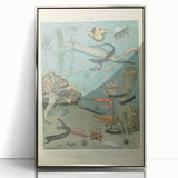 Vintage Animal Art: Deep-Sea Creatures & Ocean Life Illustration