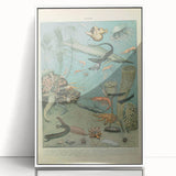 Vintage Animal Art: Deep-Sea Creatures & Ocean Life Illustration