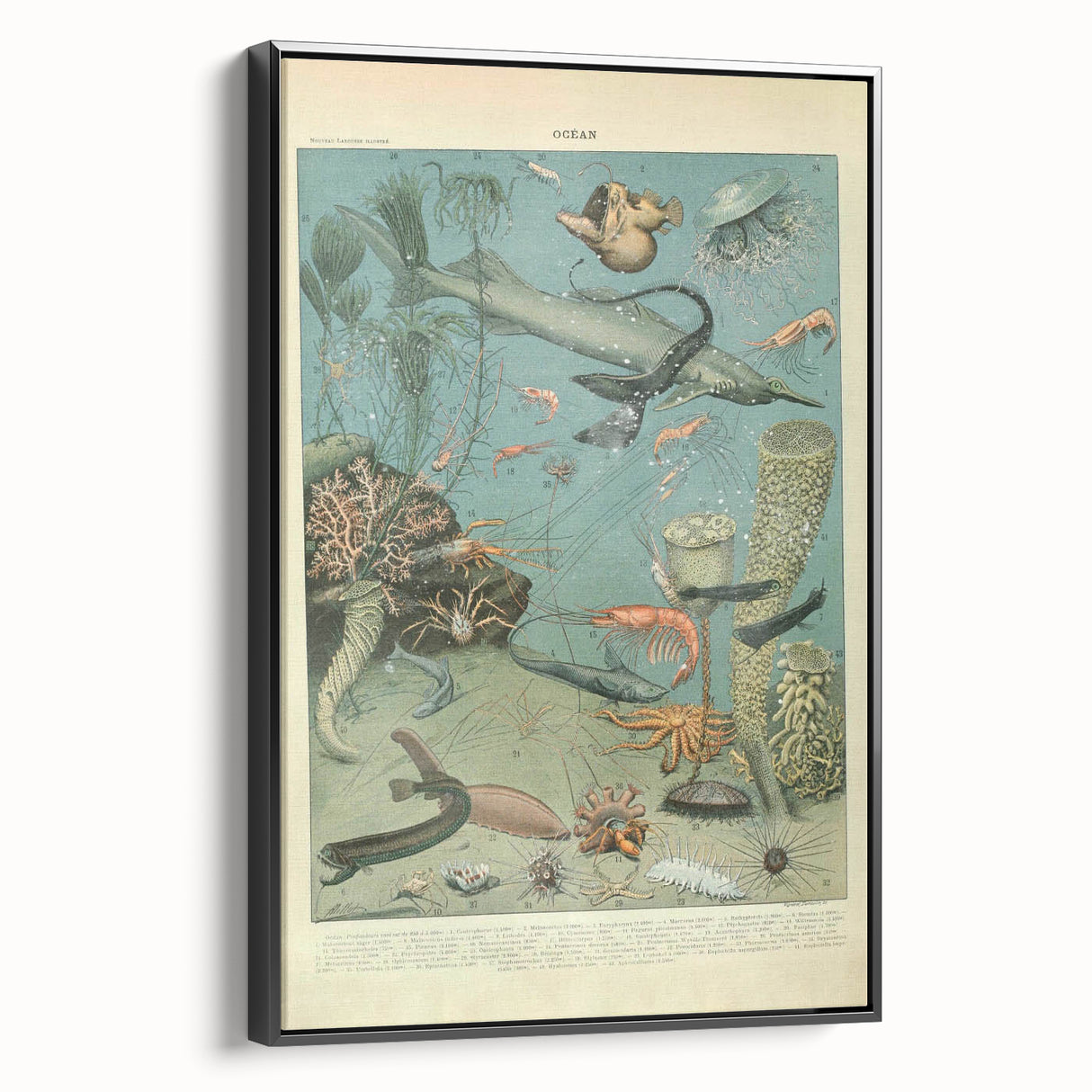 Vintage Animal Art: Deep-Sea Creatures & Ocean Life Illustration