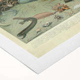 Vintage Animal Art: Deep-Sea Creatures & Ocean Life Illustration