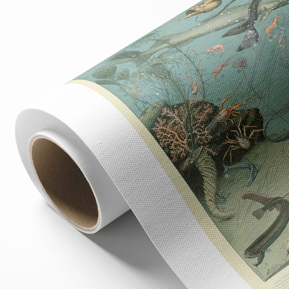 Vintage Animal Art: Deep-Sea Creatures & Ocean Life Illustration