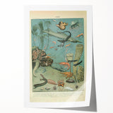 Vintage Animal Art: Deep-Sea Creatures & Ocean Life Illustration
