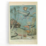 Vintage Animal Art: Deep-Sea Creatures & Ocean Life Illustration