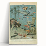 Vintage Animal Art: Deep-Sea Creatures & Ocean Life Illustration