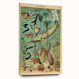 Vintage Animal Art: Deep-Sea Oceanography Marine Life Illustration