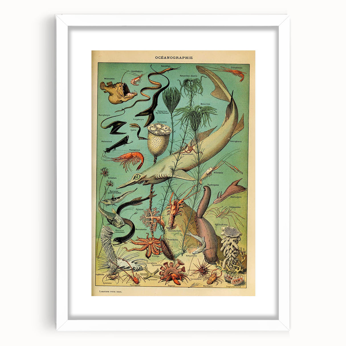 Vintage Animal Art: Deep-Sea Oceanography Marine Life Illustration