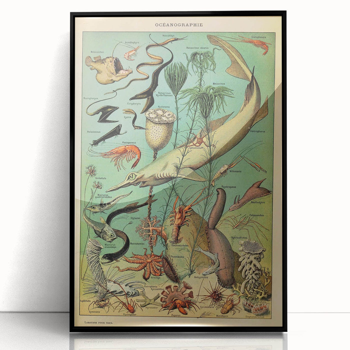 Vintage Animal Art: Deep-Sea Oceanography Marine Life Illustration
