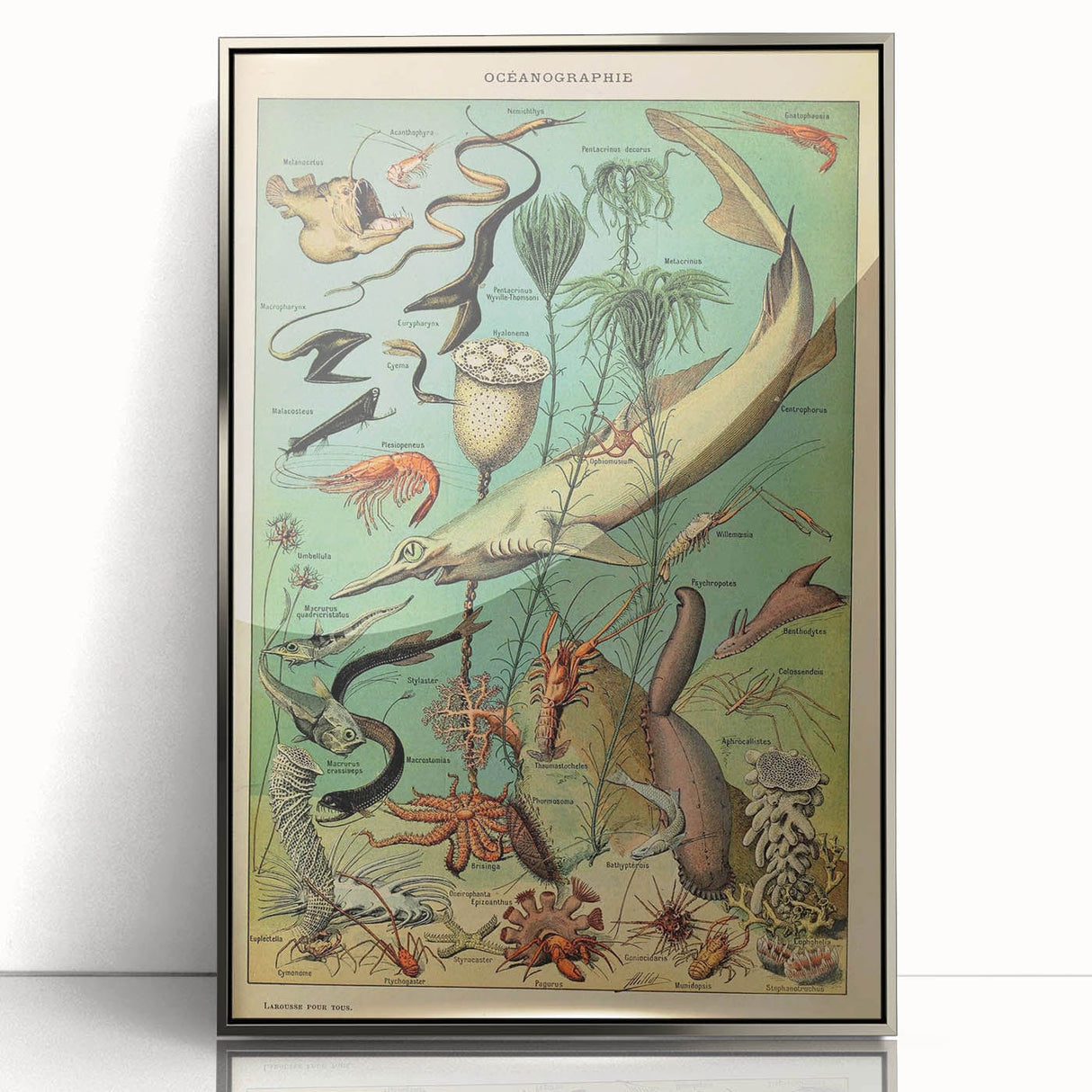 Vintage Animal Art: Deep-Sea Oceanography Marine Life Illustration