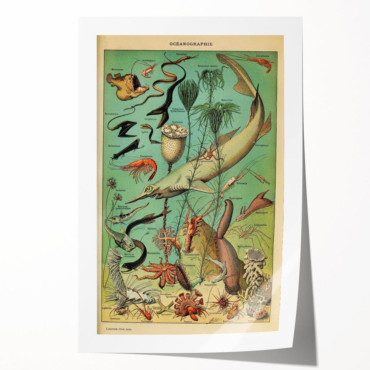 Vintage Animal Art: Deep-Sea Oceanography Marine Life Illustration