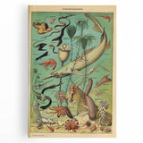 Vintage Animal Art: Deep-Sea Oceanography Marine Life Illustration