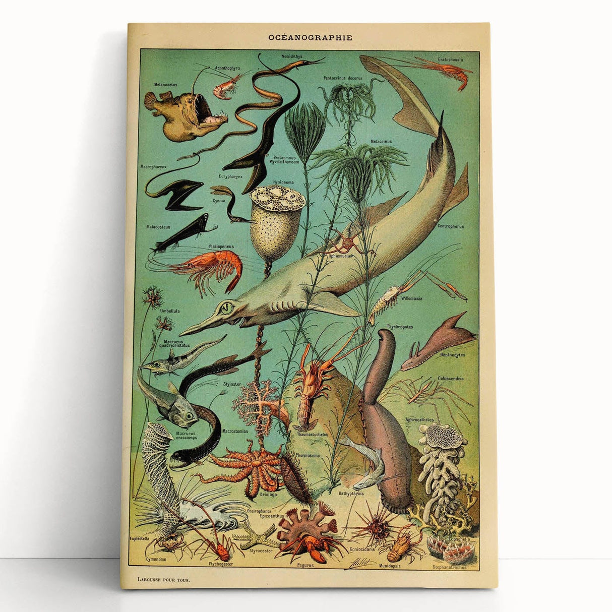 Vintage Animal Art: Deep-Sea Oceanography Marine Life Illustration