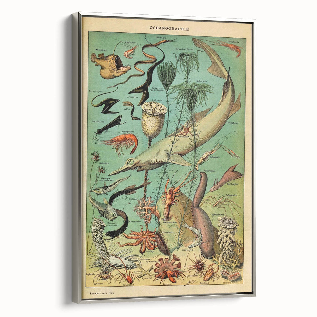 Vintage Animal Art: Deep-Sea Oceanography Marine Life Illustration