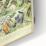 Vintage Animal Art: Retro Birds & Parrots Illustration Print