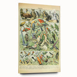 Vintage Animal Art: Retro Birds & Parrots Illustration Print