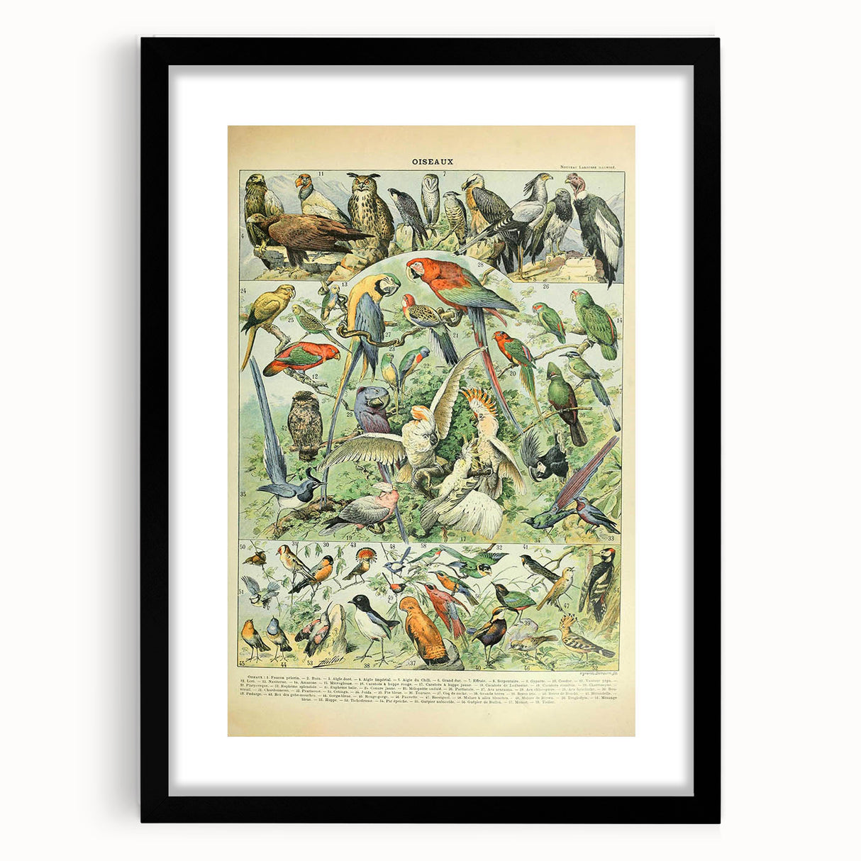 Vintage Animal Art: Retro Birds & Parrots Illustration Print