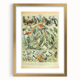 Vintage Animal Art: Retro Birds & Parrots Illustration Print