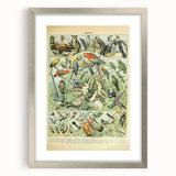 Vintage Animal Art: Retro Birds & Parrots Illustration Print