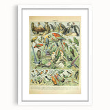 Vintage Animal Art: Retro Birds & Parrots Illustration Print
