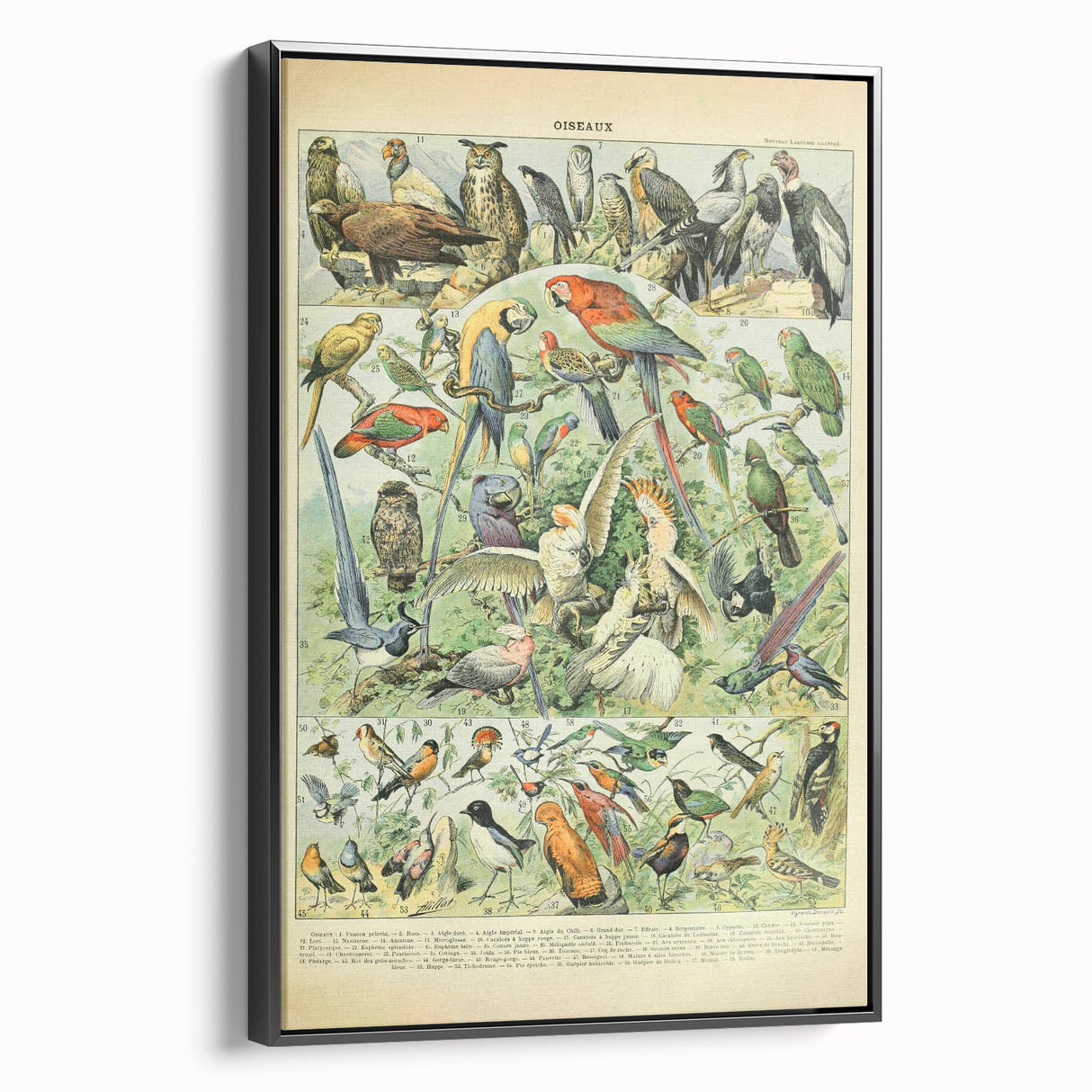 Vintage Animal Art: Retro Birds & Parrots Illustration Print