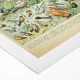 Vintage Animal Art: Retro Birds & Parrots Illustration Print