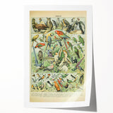 Vintage Animal Art: Retro Birds & Parrots Illustration Print