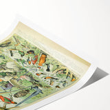 Vintage Animal Art: Retro Birds & Parrots Illustration Print