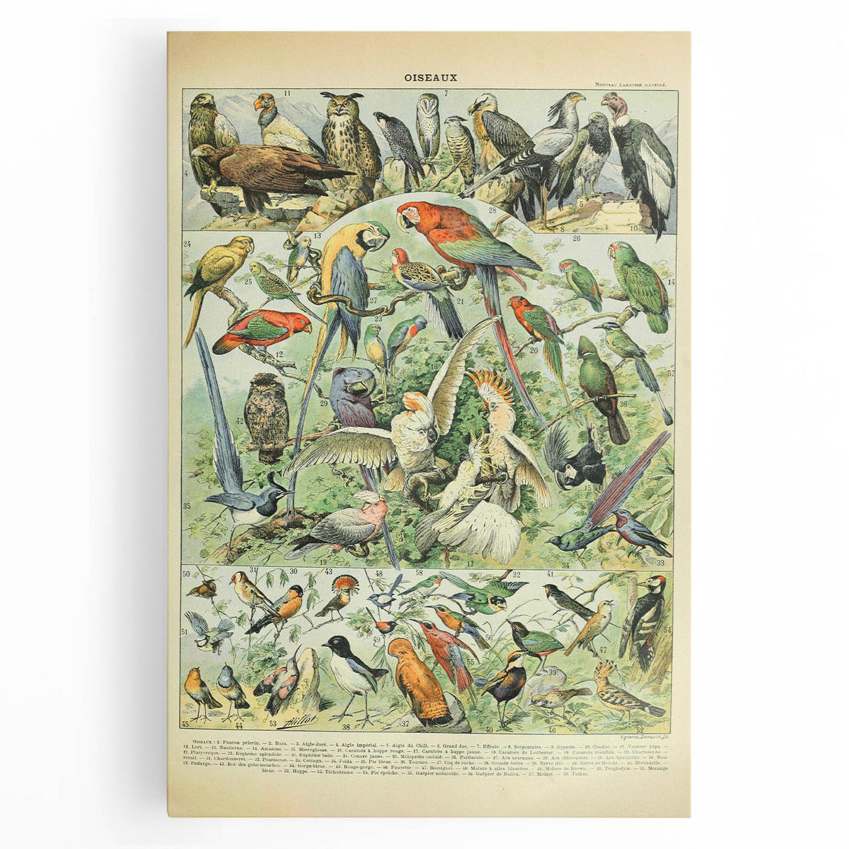 Vintage Animal Art: Retro Birds & Parrots Illustration Print