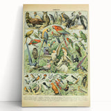 Vintage Animal Art: Retro Birds & Parrots Illustration Print
