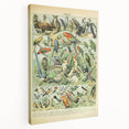 Vintage Animal Art: Retro Birds & Parrots Illustration Print