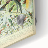 Vintage Animal Art: Birds of Paradise & Exotic Hummingbirds Print