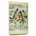 Vintage Animal Art: Birds of Paradise & Exotic Hummingbirds Print