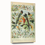 Vintage Animal Art: Birds of Paradise & Exotic Hummingbirds Print