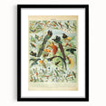 Vintage Animal Art: Birds of Paradise & Exotic Hummingbirds Print