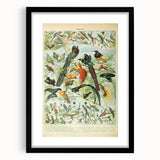 Vintage Animal Art: Birds of Paradise & Exotic Hummingbirds Print