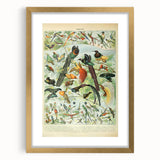 Vintage Animal Art: Birds of Paradise & Exotic Hummingbirds Print