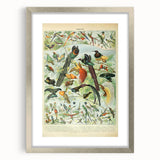 Vintage Animal Art: Birds of Paradise & Exotic Hummingbirds Print
