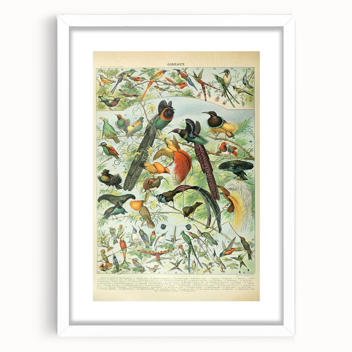 Vintage Animal Art: Birds of Paradise & Exotic Hummingbirds Print