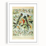Vintage Animal Art: Birds of Paradise & Exotic Hummingbirds Print