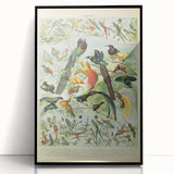 Vintage Animal Art: Birds of Paradise & Exotic Hummingbirds Print