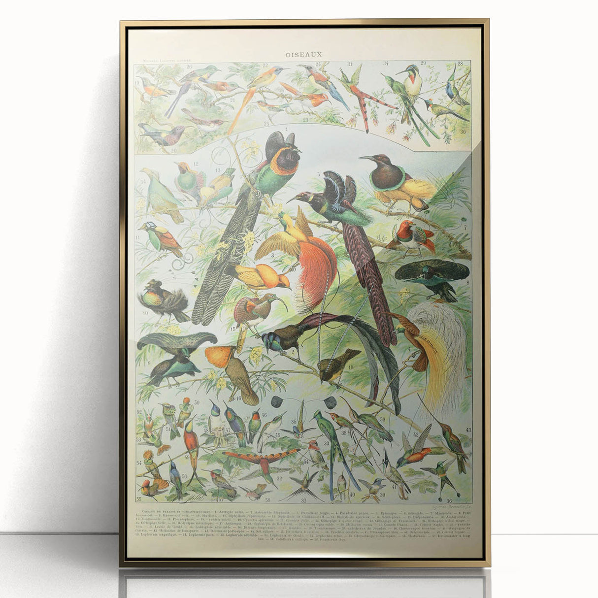 Vintage Animal Art: Birds of Paradise & Exotic Hummingbirds Print
