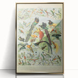 Vintage Animal Art: Birds of Paradise & Exotic Hummingbirds Print