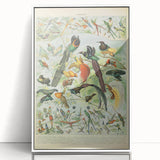 Vintage Animal Art: Birds of Paradise & Exotic Hummingbirds Print