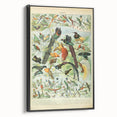 Vintage Animal Art: Birds of Paradise & Exotic Hummingbirds Print