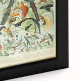 Vintage Animal Art: Birds of Paradise & Exotic Hummingbirds Print