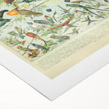 Vintage Animal Art: Birds of Paradise & Exotic Hummingbirds Print
